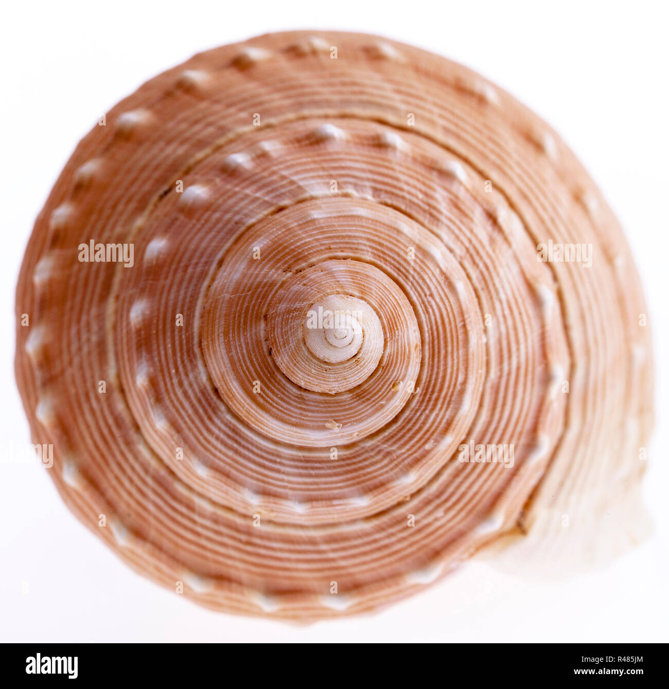 seashell of marine snail isolated on white background, close up Stock Photo