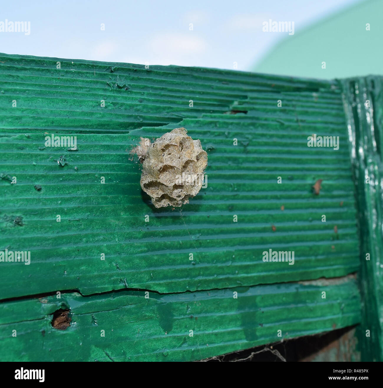 Egg larva pupa bee hi-res stock photography and images - Alamy