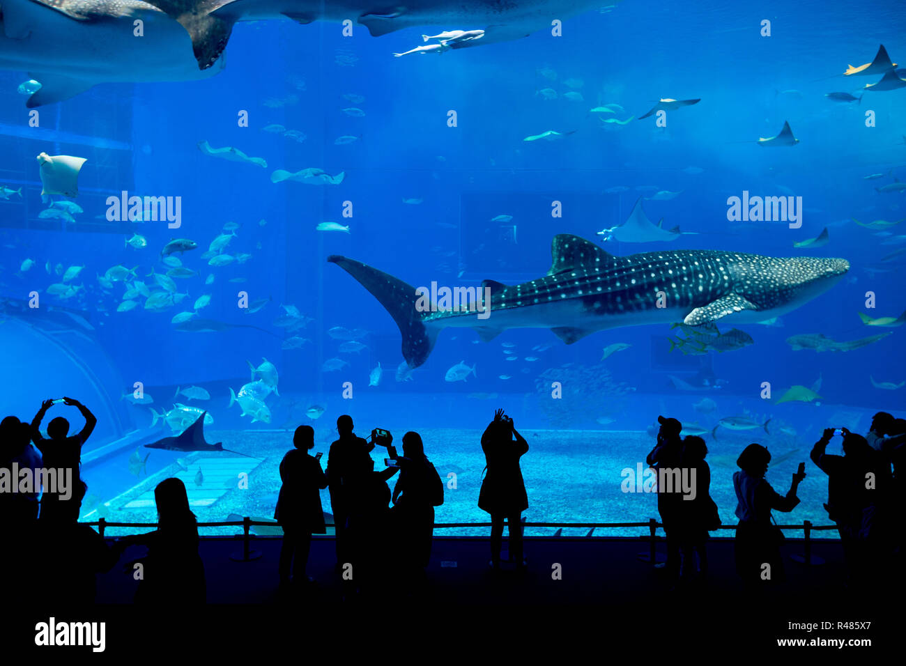 Whale shark at Churaumi aquarium in Okinawa Stock Photo