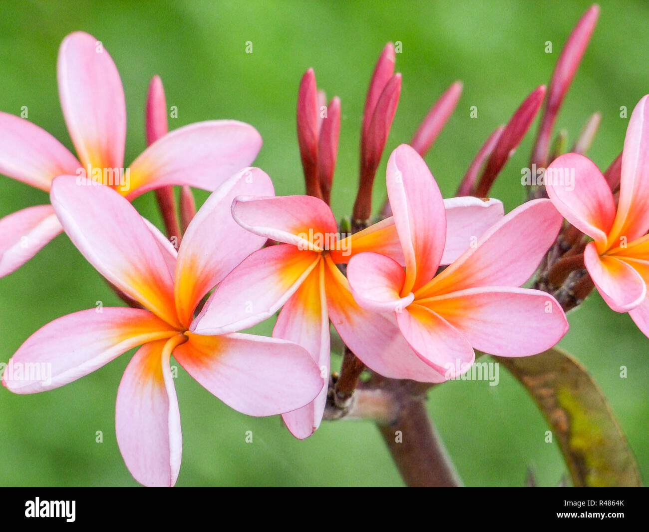 pink plumeria blossoms Stock Photo - Alamy
