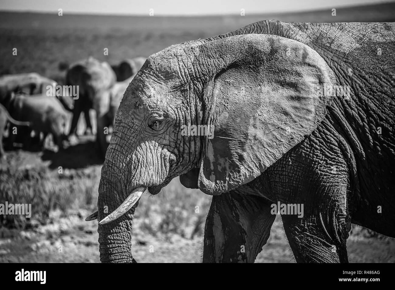 african elephant in the national park Stock Photo