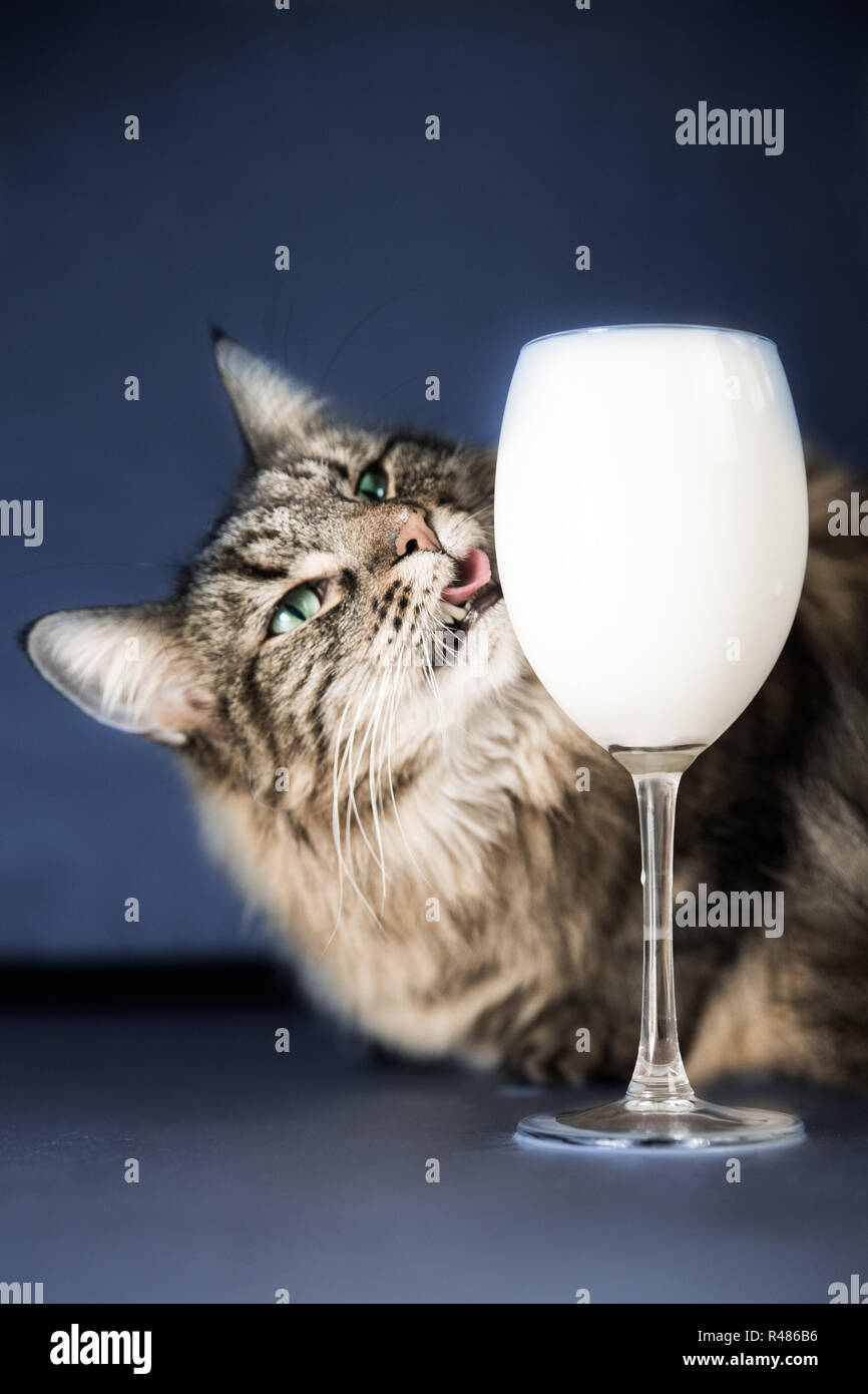 cat licks a glass with milk Stock Photo