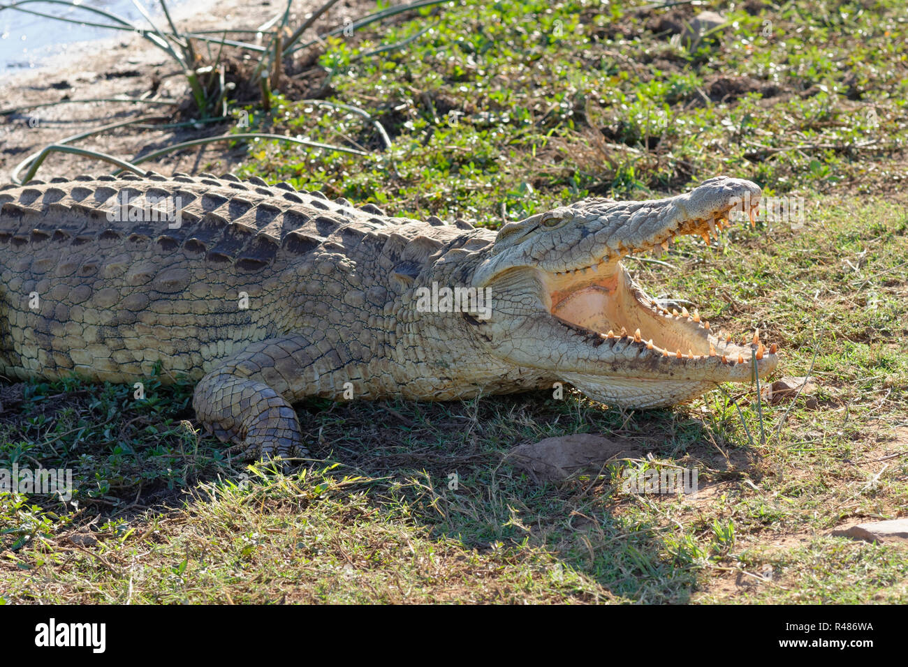 Nile crocodile (Crocodylus niloticus), mouth wide open for thermoregulation, on the bank, Sunset Dam, Kruger National Park, South Africa, Africa Stock Photo