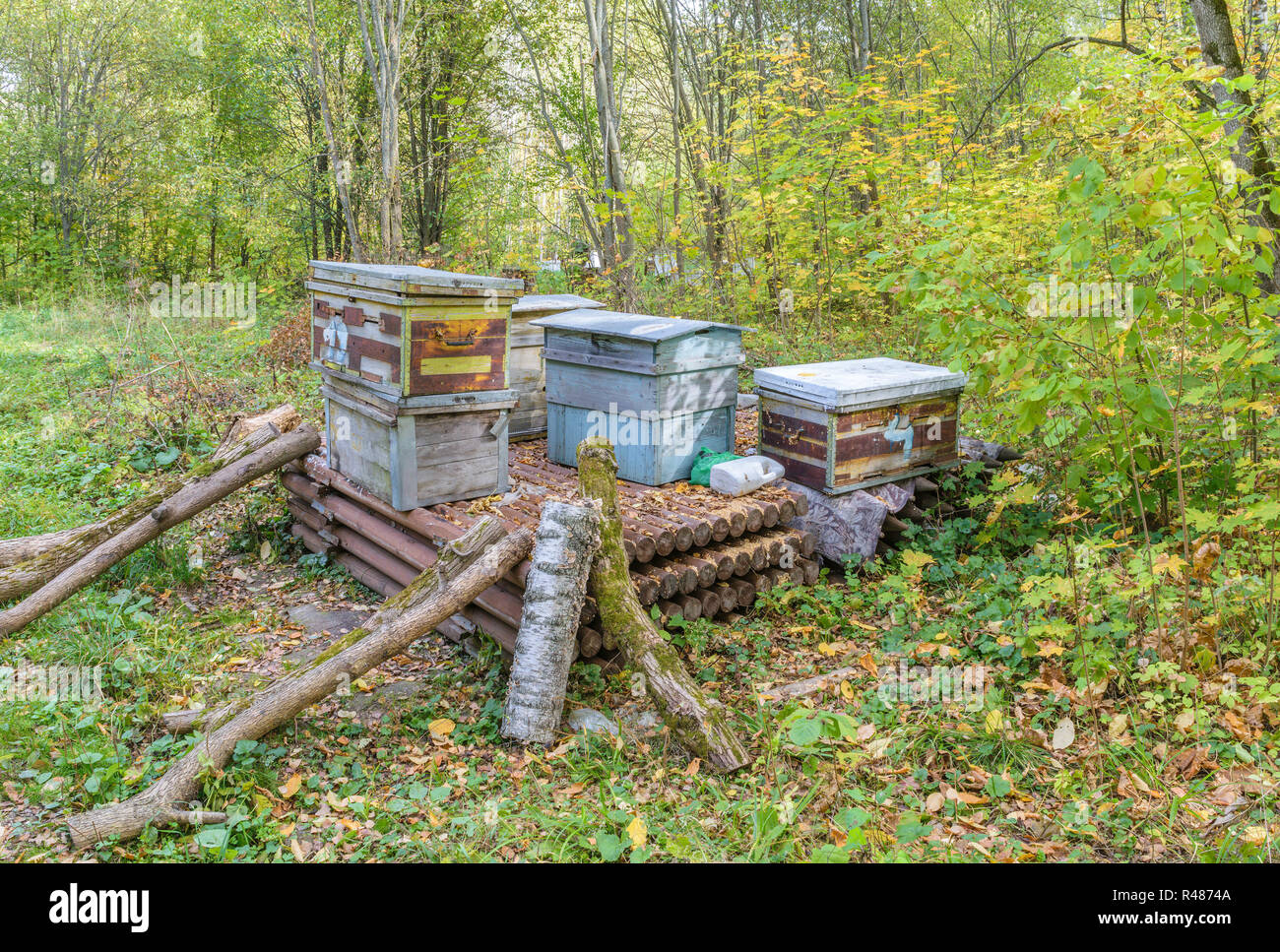 Bee hives in woods hi-res stock photography and images - Alamy