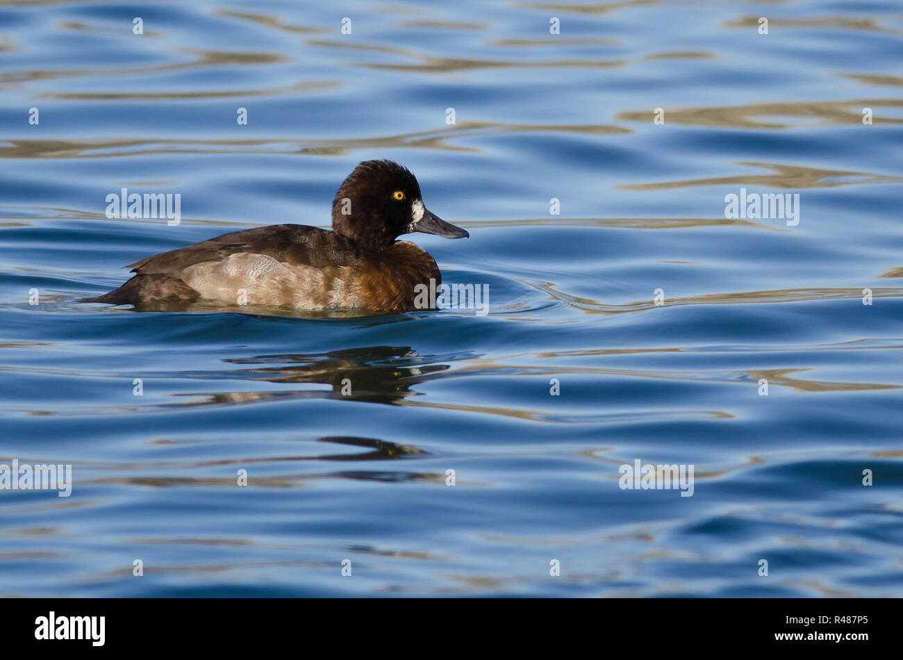 Female Scaup Duck Swimming in the Still Pond Waters Stock Photo - Alamy