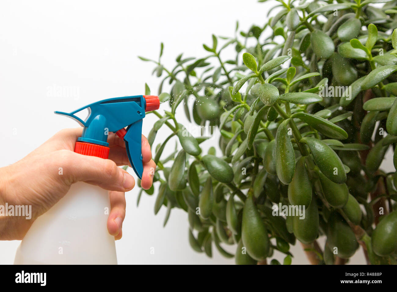 hand sprays water on indoor plant Stock Photo