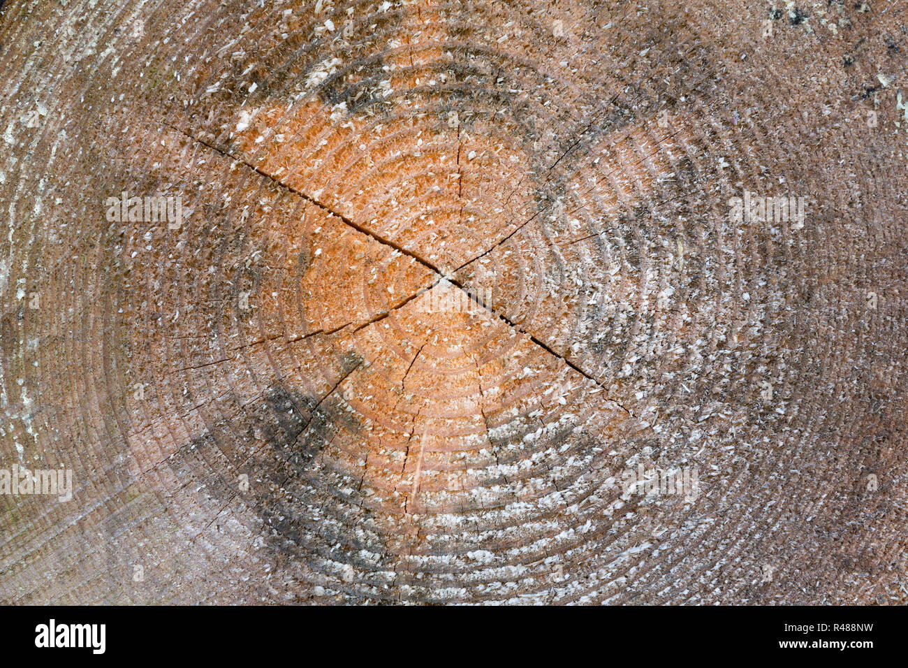 cross section of a tree trunk with annual rings Stock Photo - Alamy