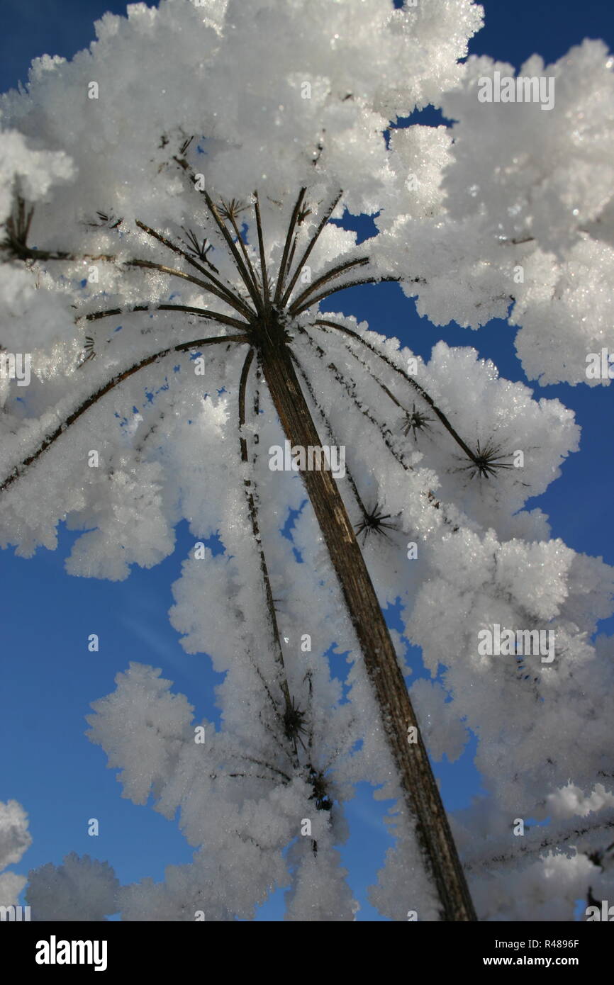 frostflower Stock Photo