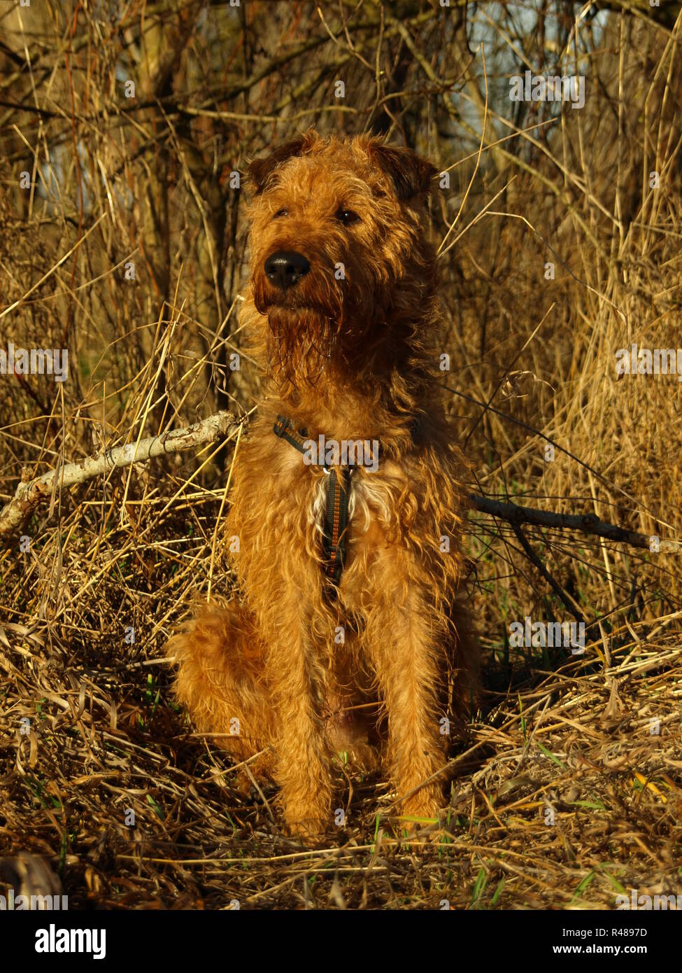 irish terrier dog giacomo from the lion's den Stock Photo