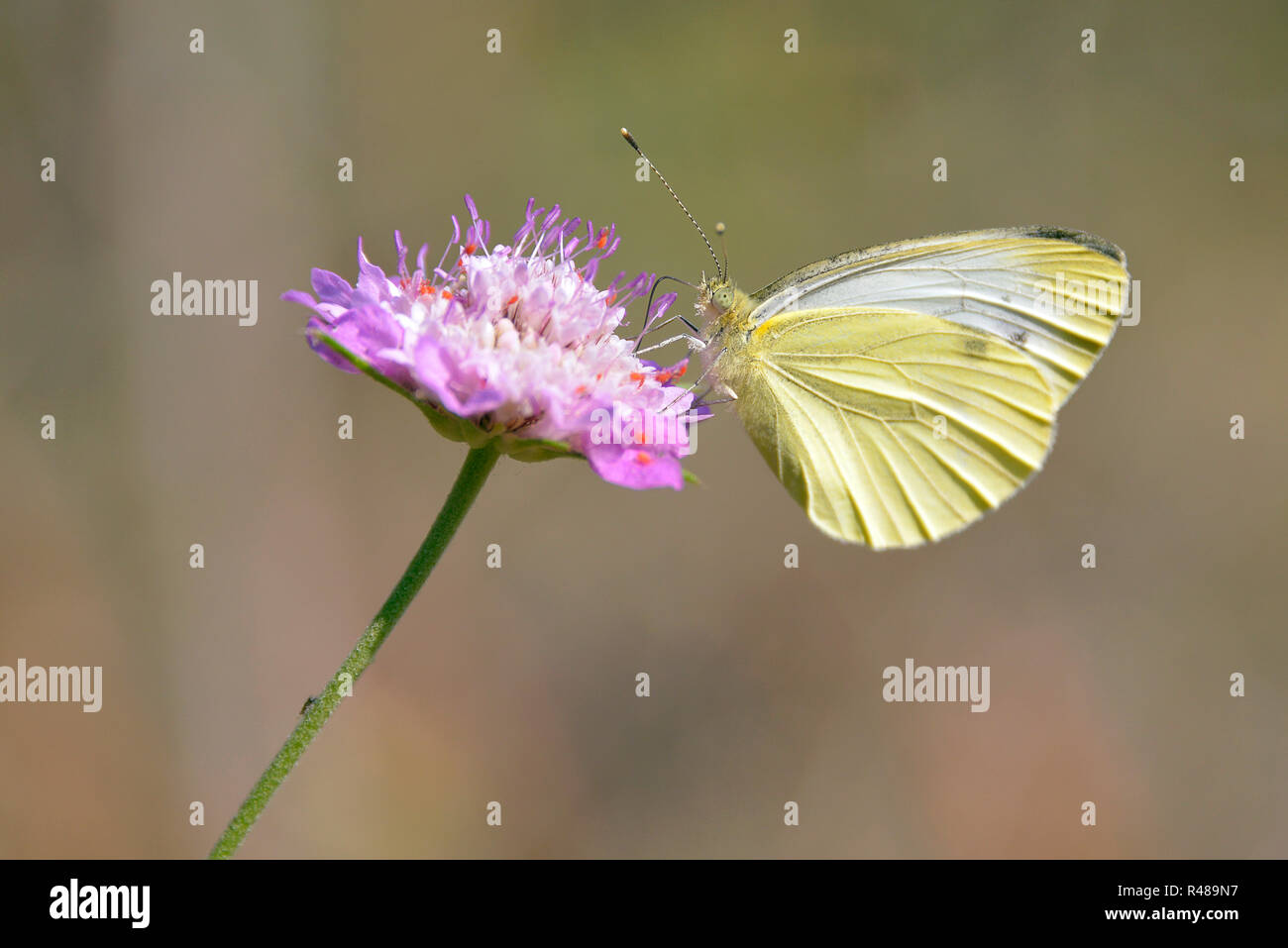 Isolated butterfly feeding on flower Stock Photo Alamy