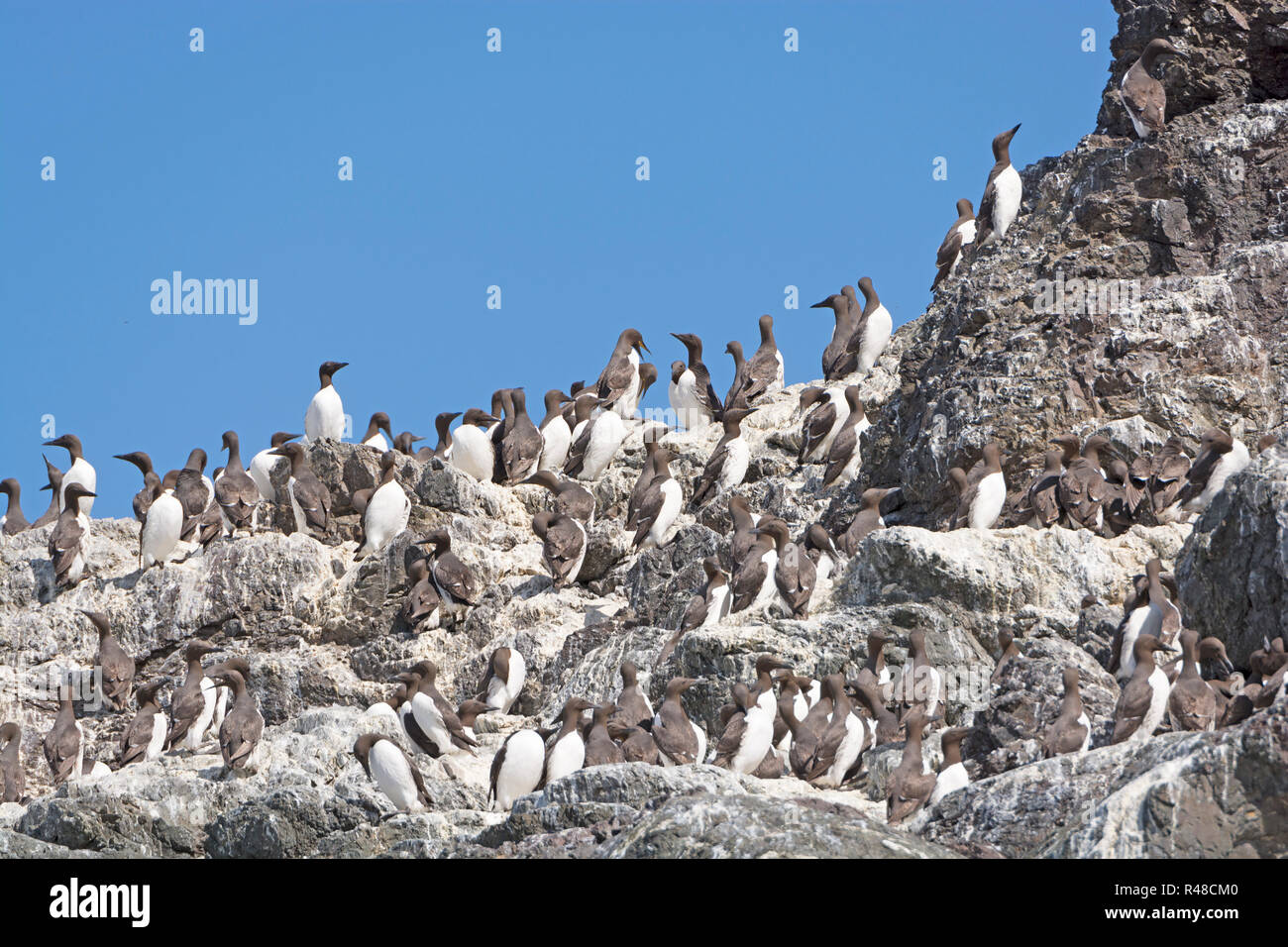 Common Murres on a Nesting Island Stock Photo