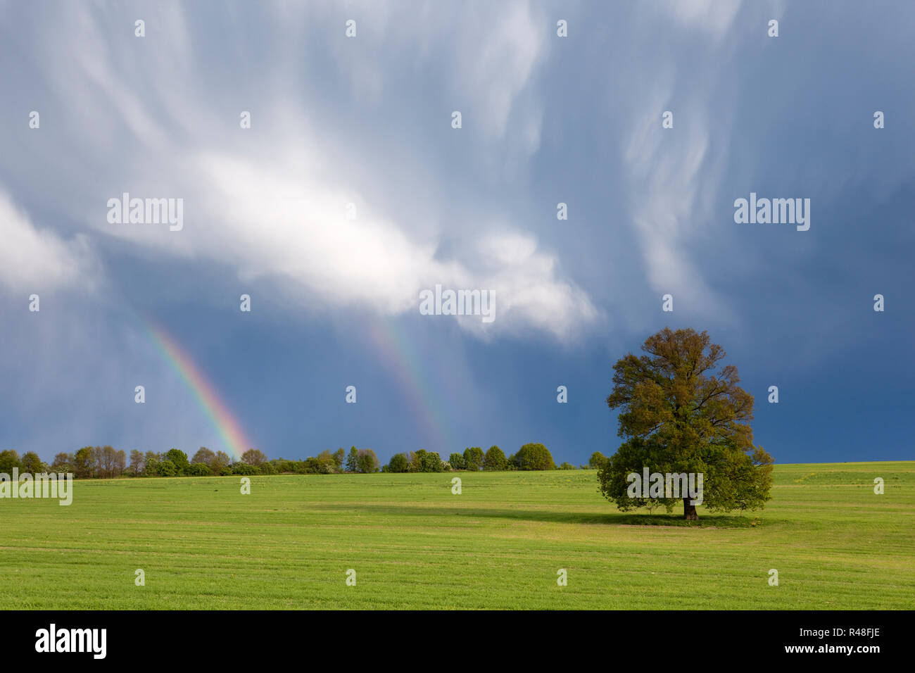 single tree in the field and a thundercloud with rainbow in the hood Stock Photo