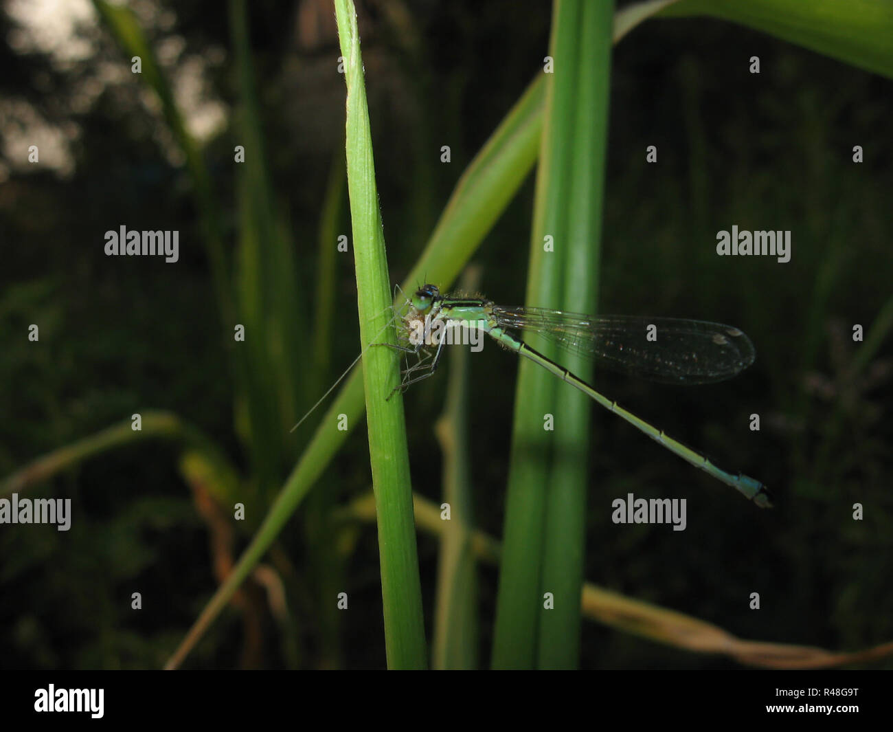 the blue dragonfly sits on a grass Stock Photo - Alamy