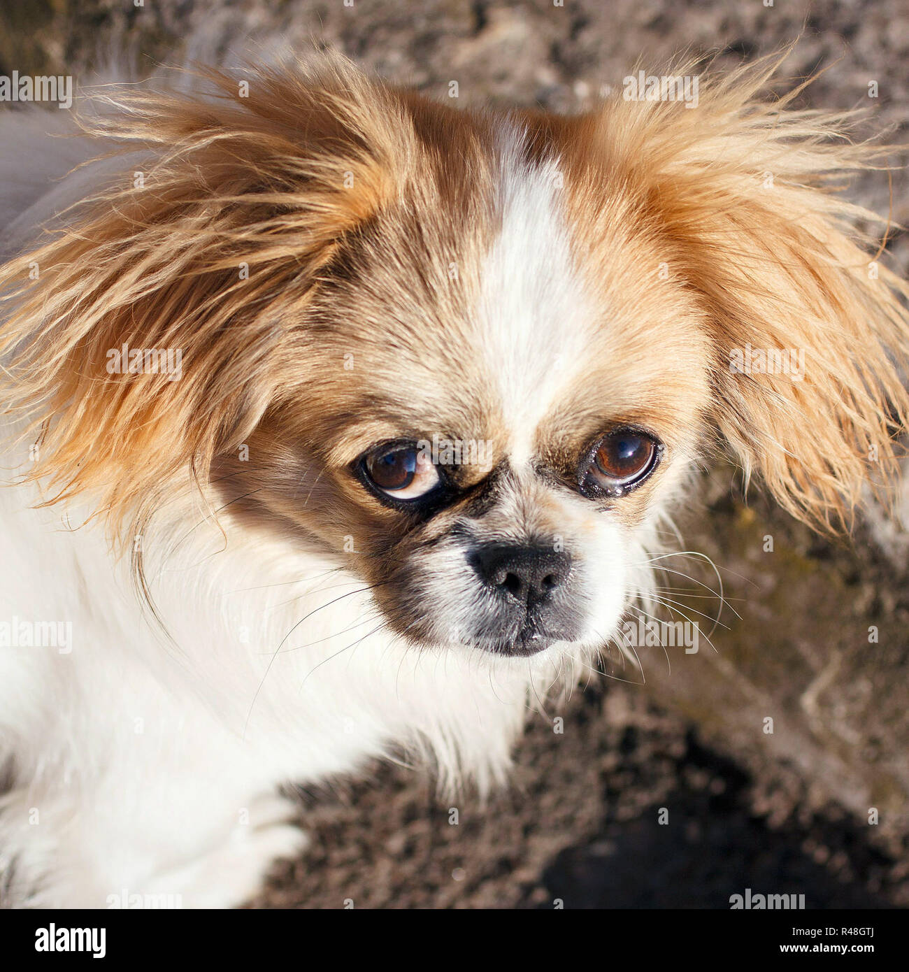 Funny red haired pekingese dog Stock Photo Alamy