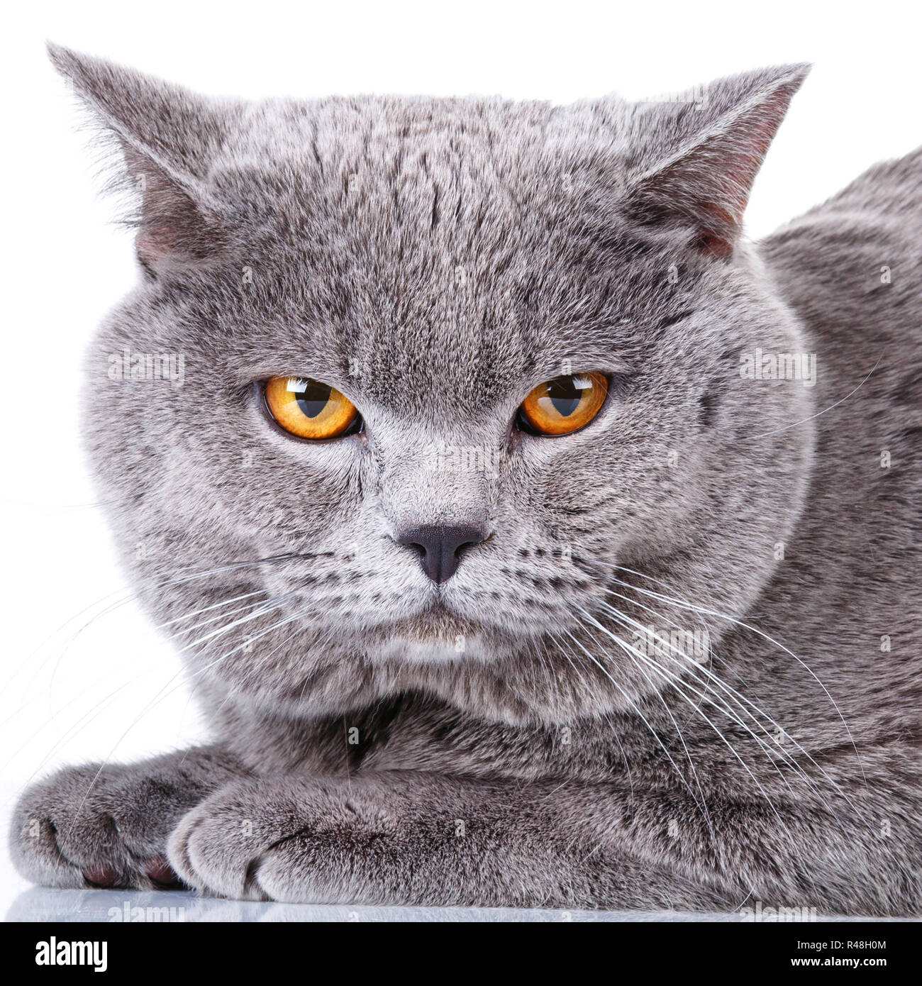 British Shorthair Cat On A White Background Stock Photo 226382372