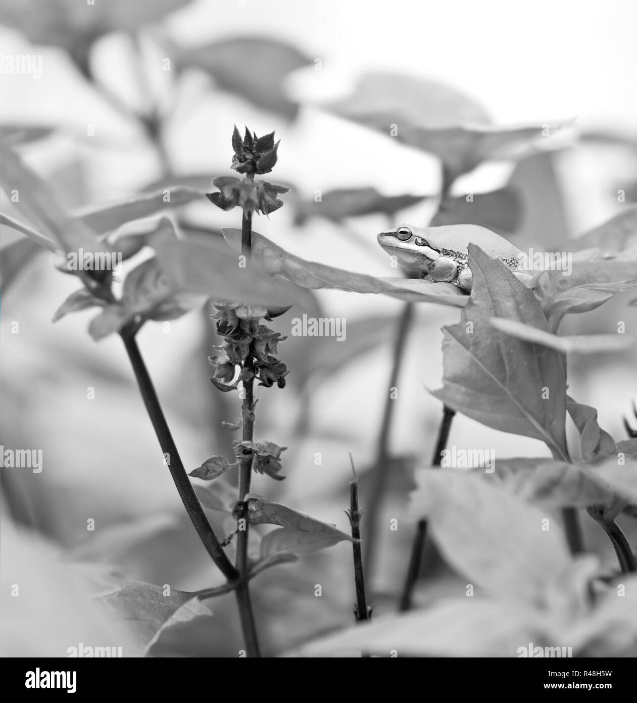 Australian green tree frog Black and White Stock Photos & Images Alamy