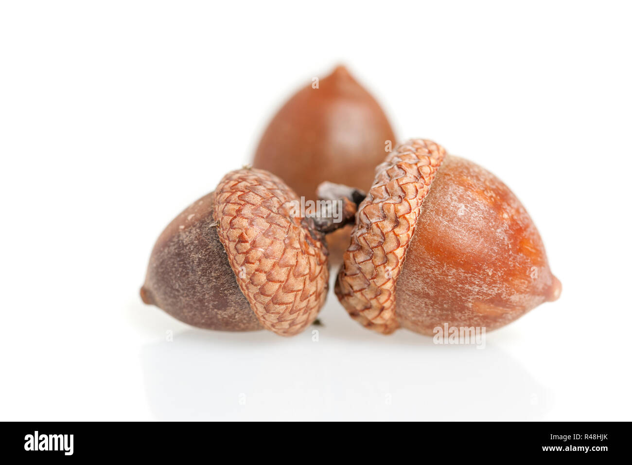 Close-up of three acorns on white background with corpse shadows in the  foreground Stock Photo - Alamy