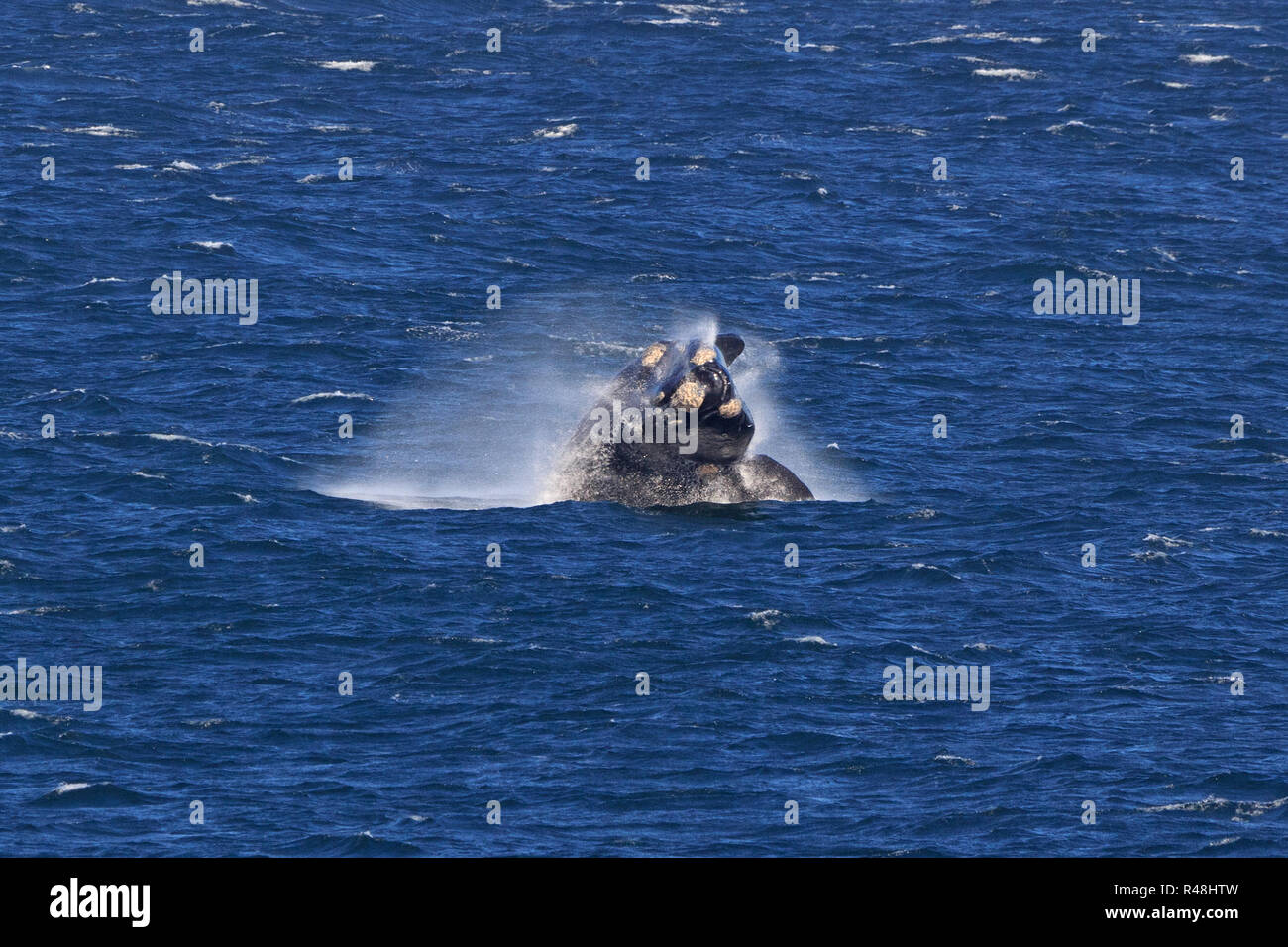 southern right whale Stock Photo - Alamy