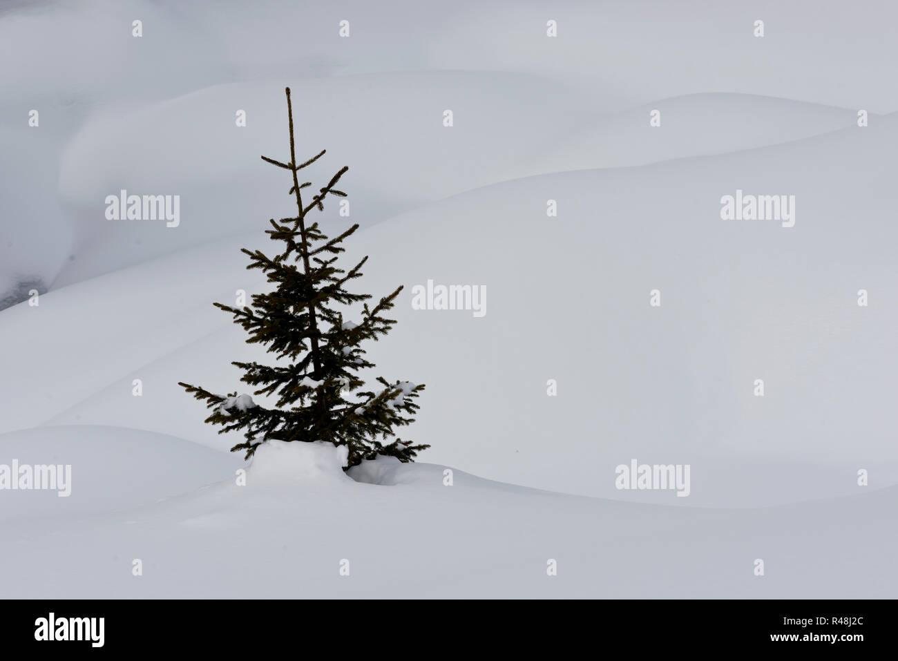 Tree in the Snow Stock Photo - Alamy