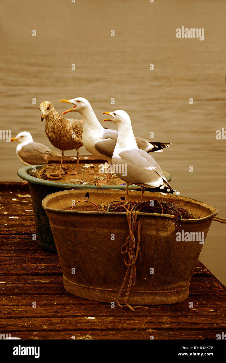 seagulls Stock Photo