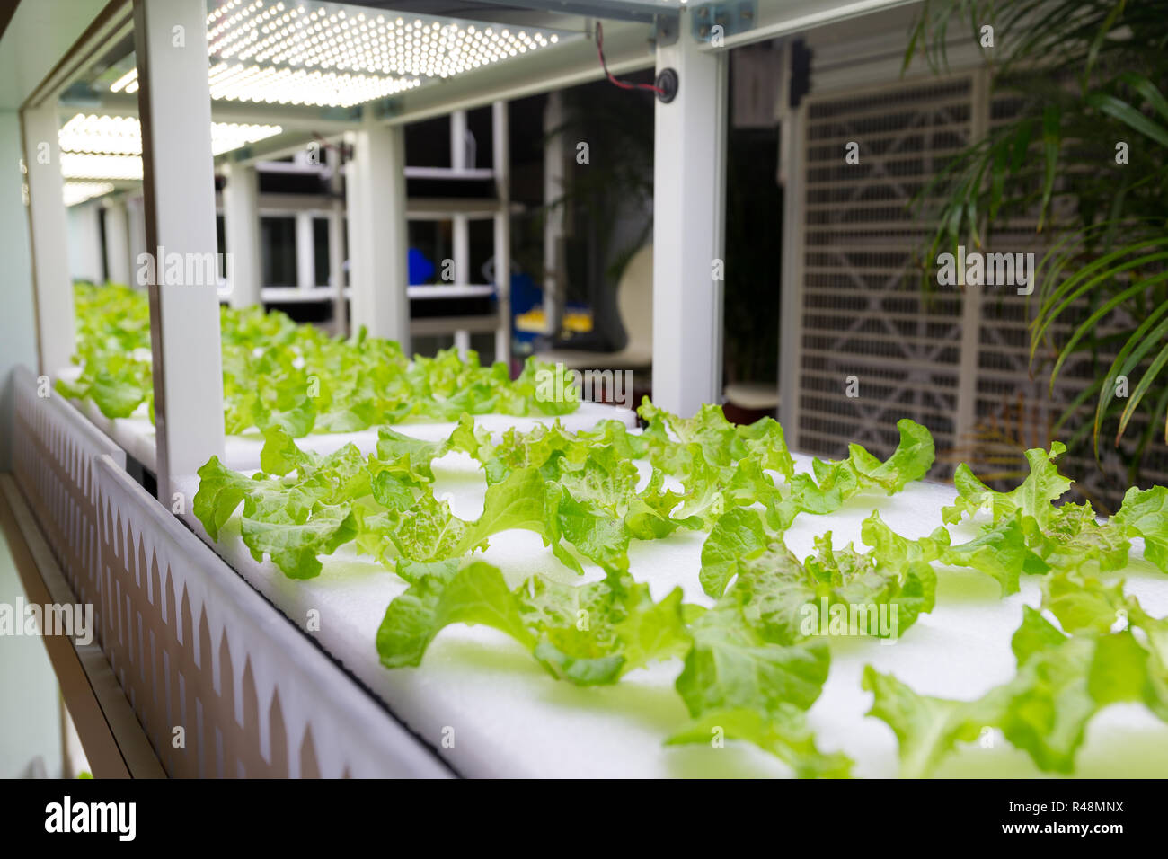 Hydroponic Vegetable Plantation System Stock Photo - Alamy