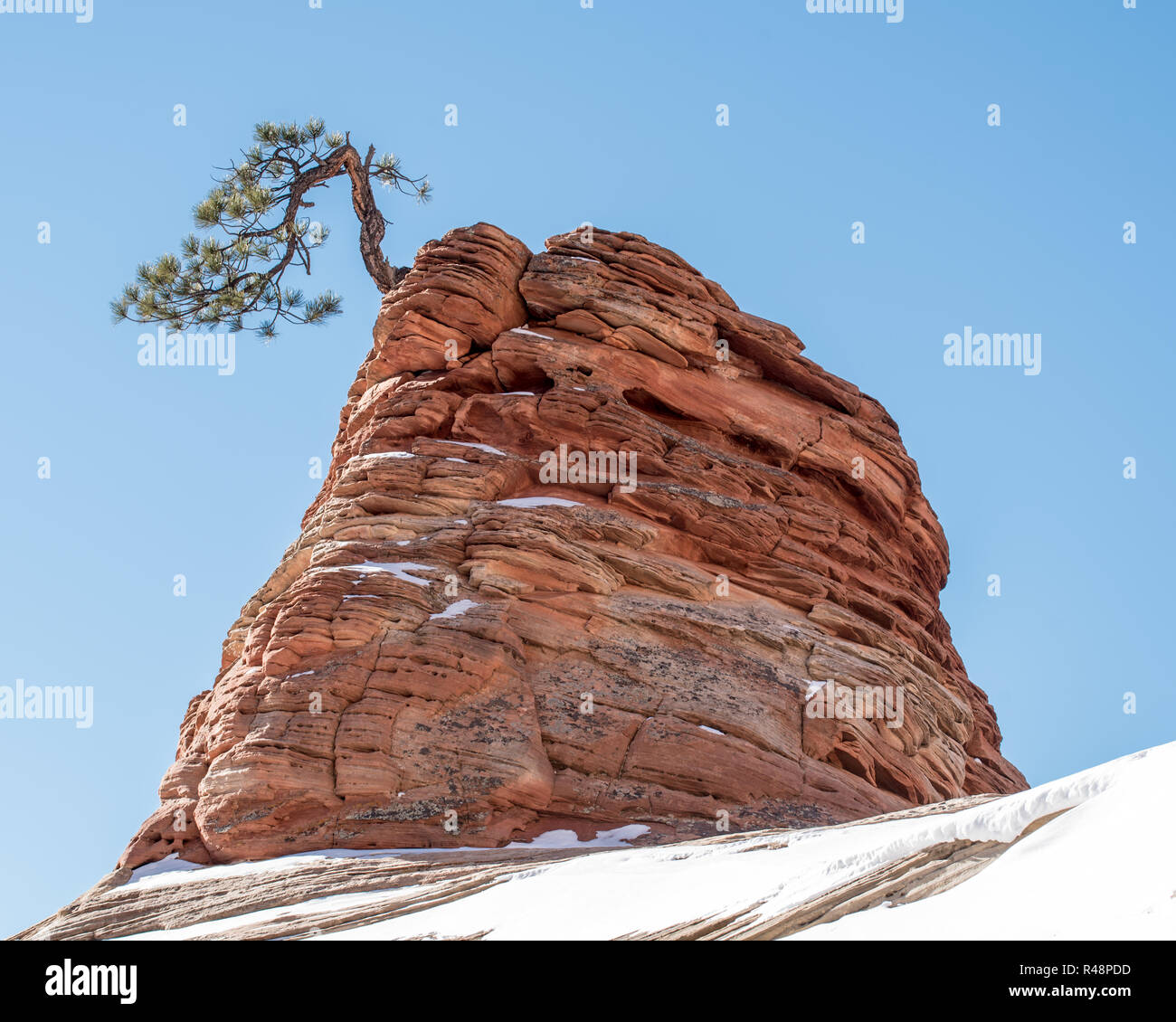 Twisted Pine Tree at Zion National Park Stock Photo - Alamy