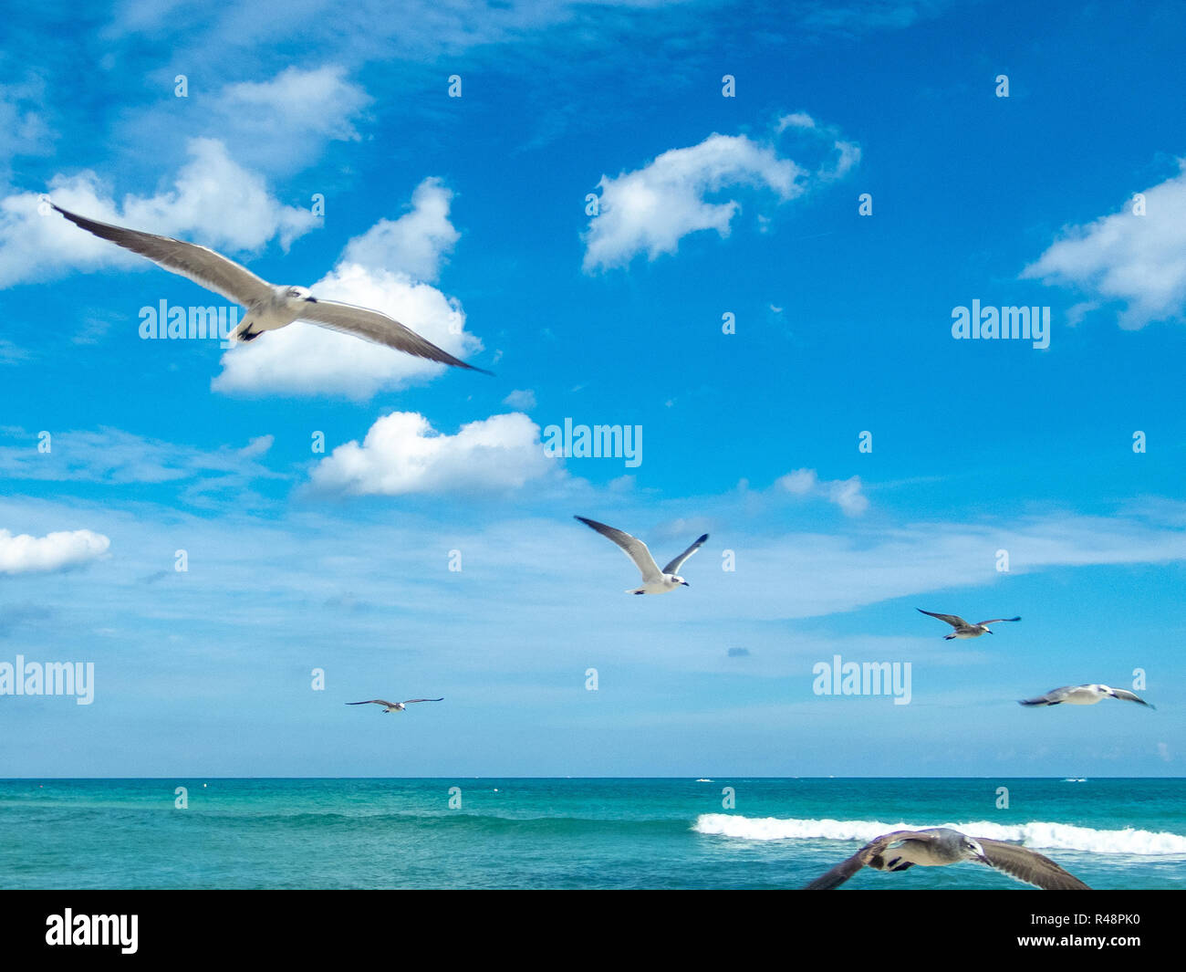 Miami Beach, USA, 23 November 2018.  Seagulls flying over the Atlantic Ocean in Miami Beach, Florida.  Photo by Enrique Shore Stock Photo
