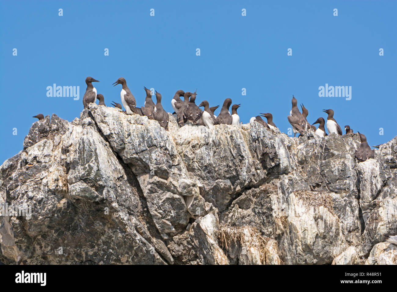 Common Murres on a Rocky Cliff Stock Photo