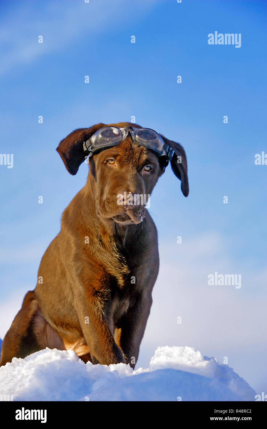 Chocolate Labrador Retriever puppy with Goggles, sitting on top of snowbank Stock Photo