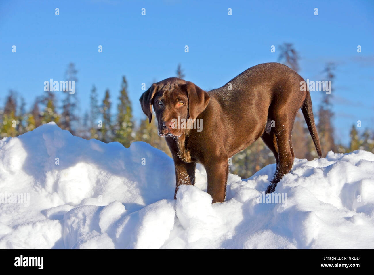Chocolate Labrador Retriever puppy standing on top of snow bank Stock Photo