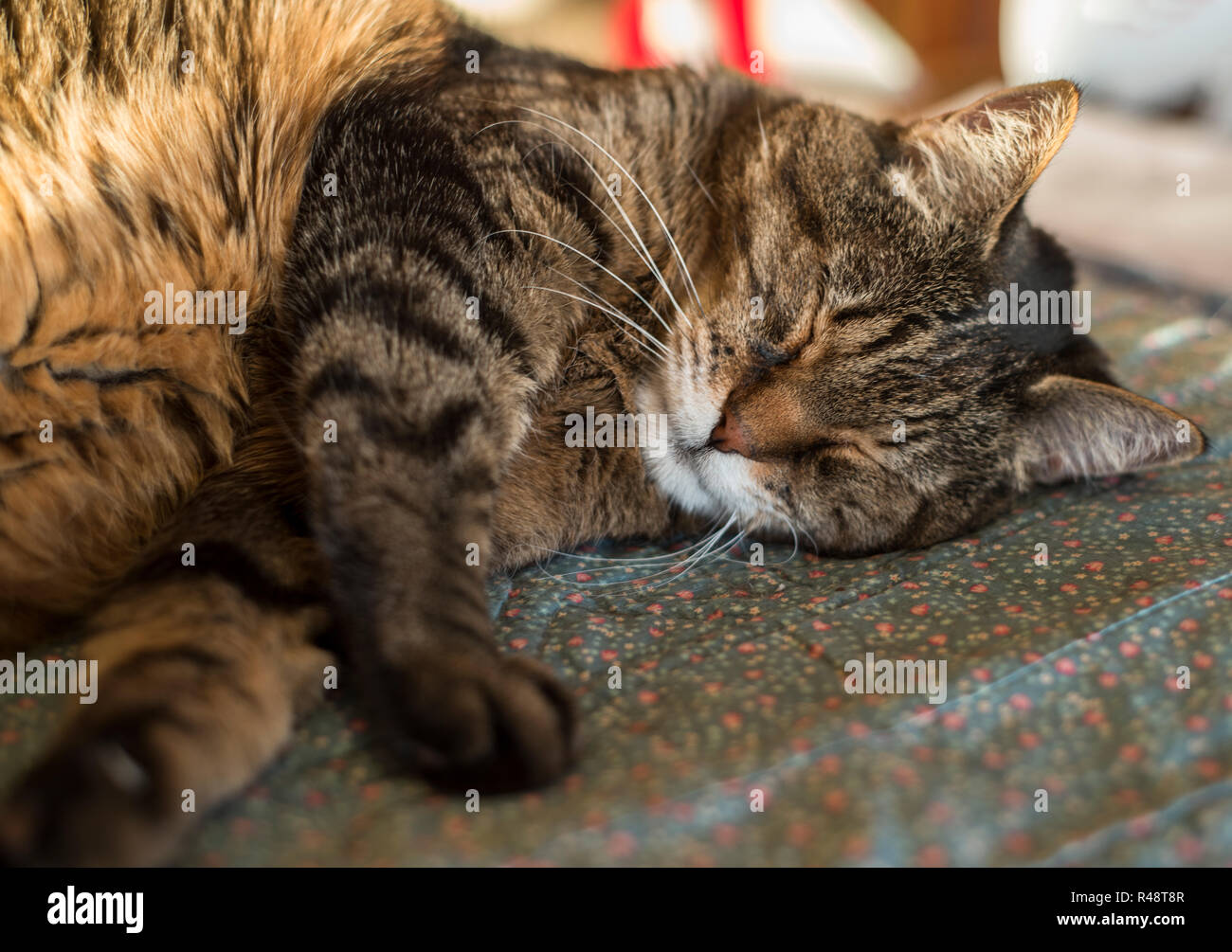 sleeping pet cat Stock Photo
