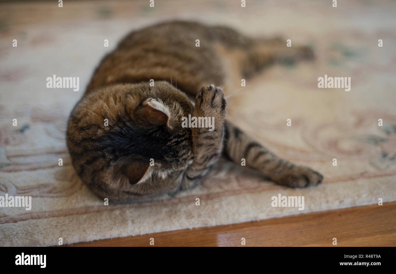 cat on rug in home covering eyes with paw Stock Photo