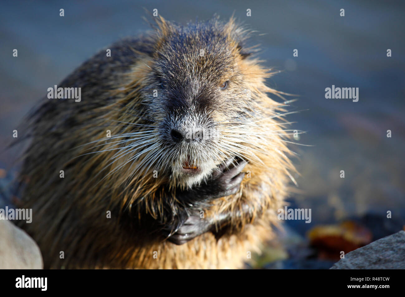 nutria muskrat in the wild Stock Photo - Alamy