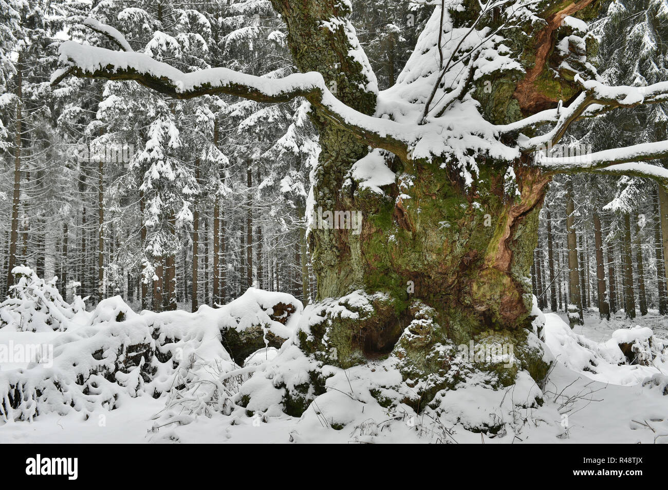 oak in snow Stock Photo