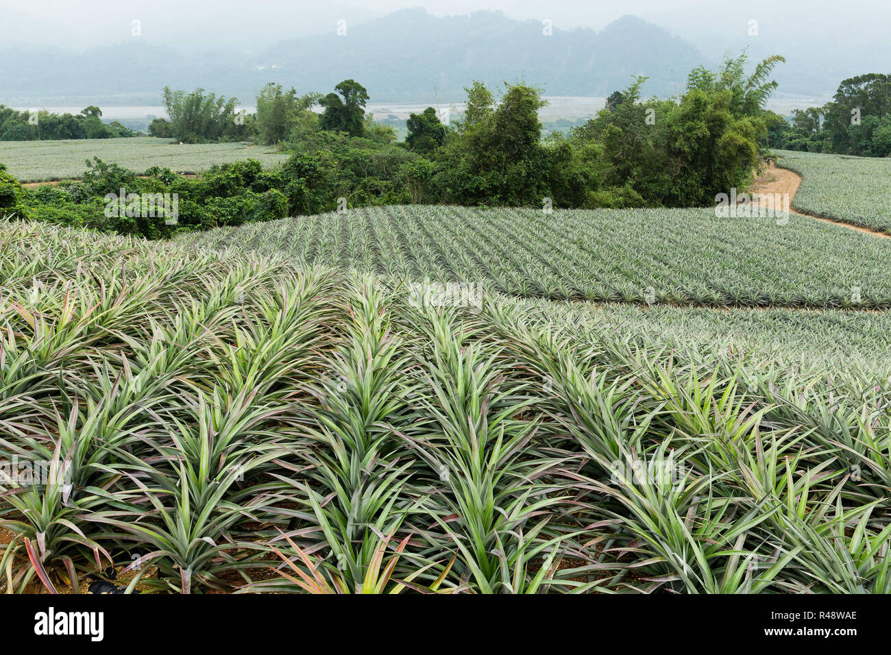 Pineapple fruit farm Stock Photo Alamy