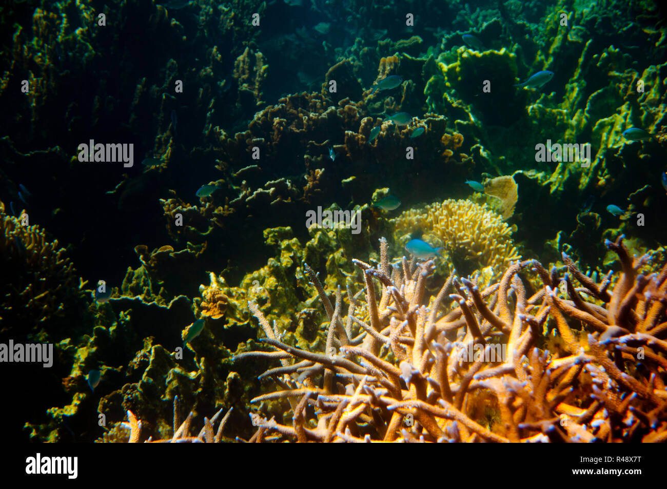 Great barrier reef snorkel hires stock photography and images Alamy