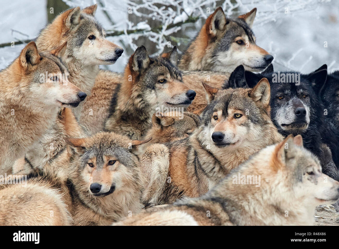 wolf pack in winter Stock Photo - Alamy