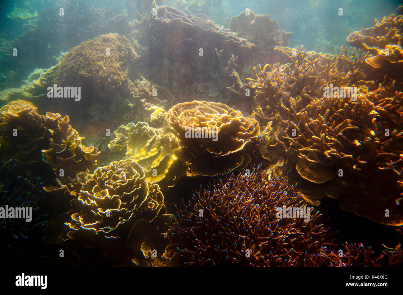 Great barrier reef snorkel hires stock photography and images Alamy
