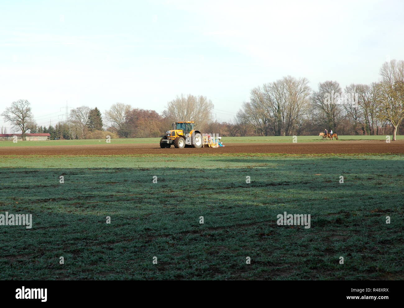 carrots sow in the south palatinate Stock Photo