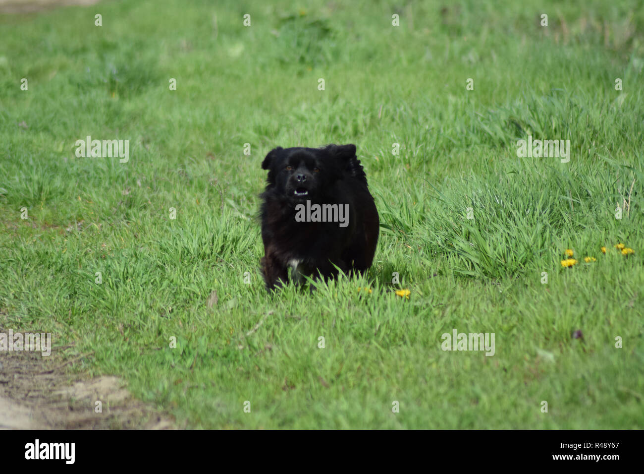Black dog on the green grass Stock Photo - Alamy