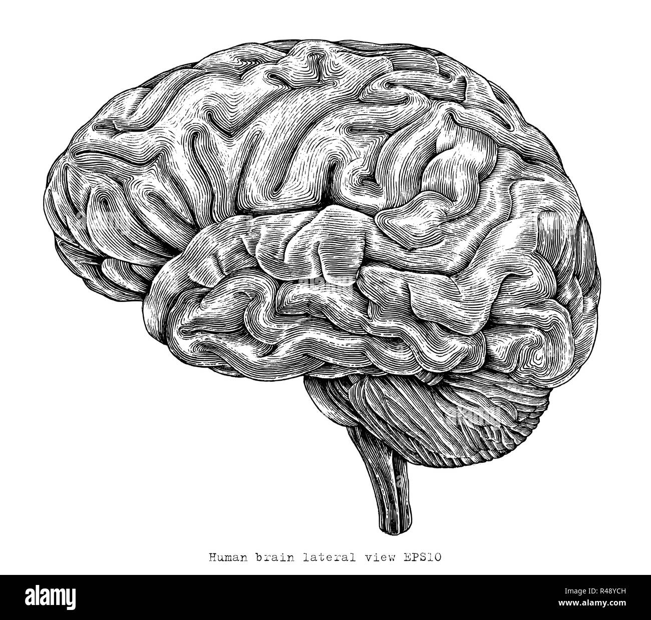 Diagram lateral view human brain Black and White Stock Photos & Images -  Alamy