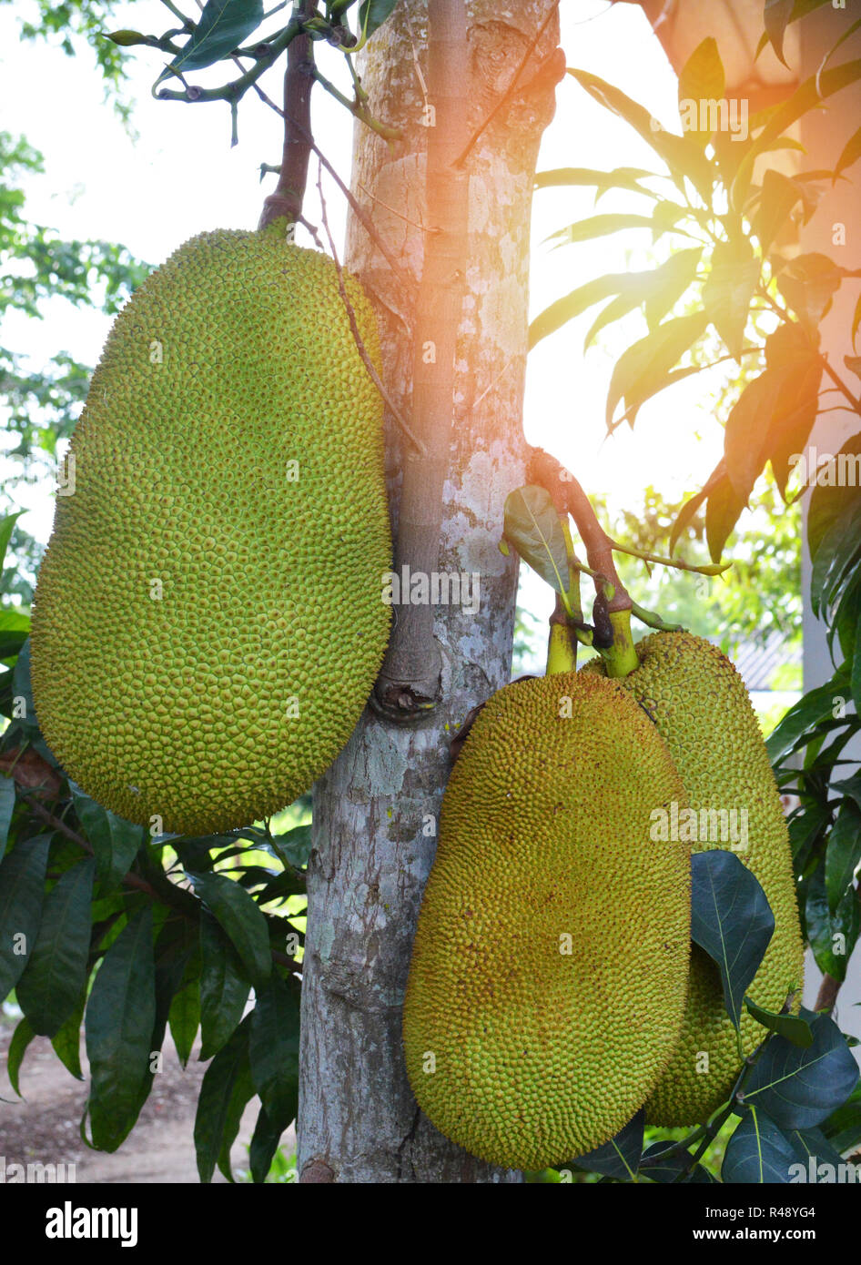 Jackfruits on tree / young green jackfruit growing on the tree tropical