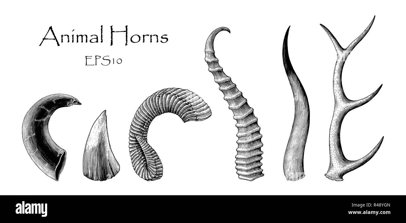 Animal horns vector set hand drawing vintage engraving illustration