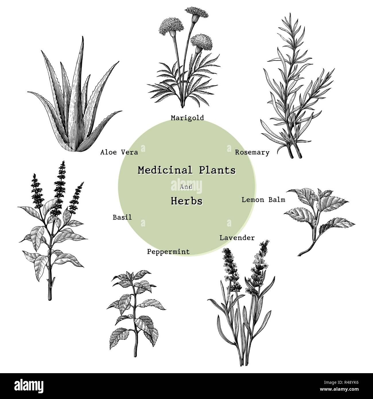 Medicinal plants and herbs hand drawing vintage engraving illustration Stock Vector