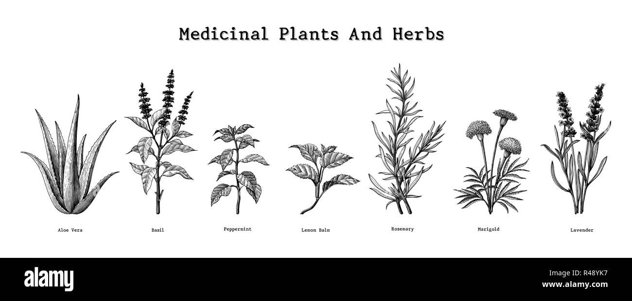 Herb herbs plant plants medicinal illustration hi-res stock photography ...