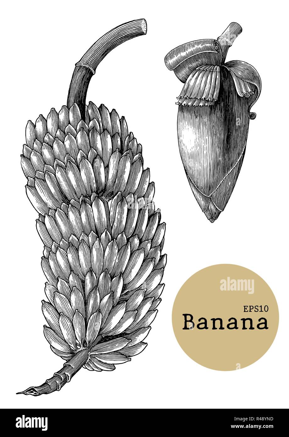 Banana collection sets hand drawing vintage engraving illustration