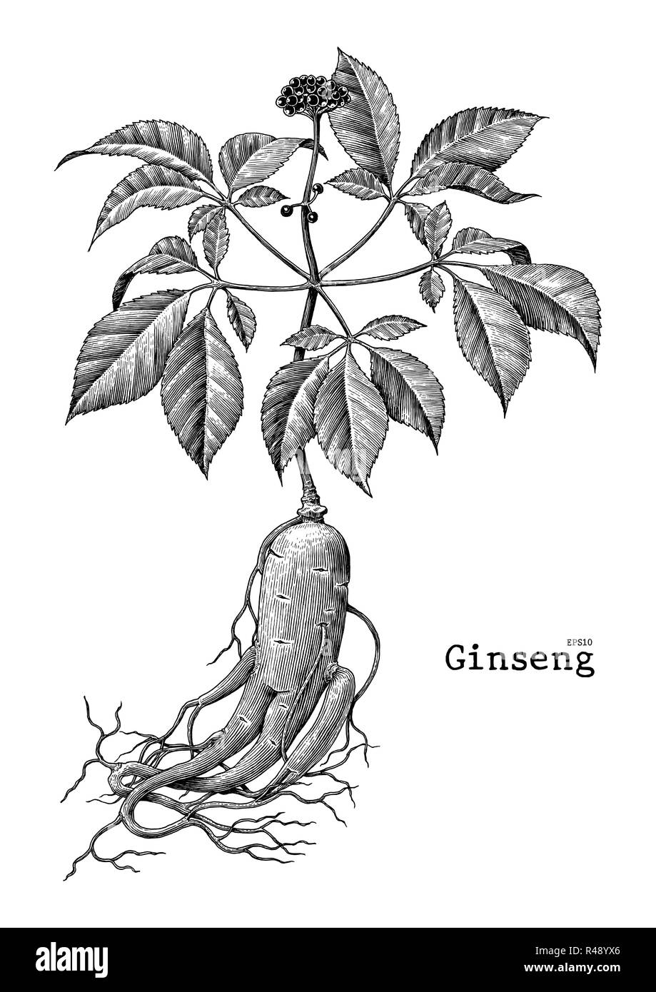 Ginseng hand drawing vintage engraving illustration Stock Vector Image