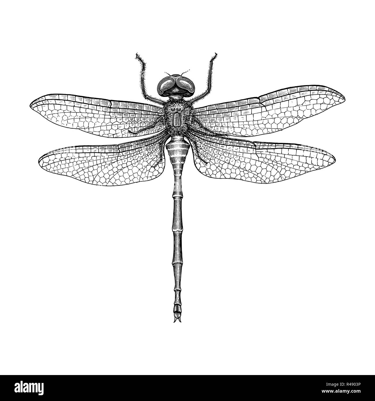 Dragonfly hand drawing vintage engraving illustration Stock Vector