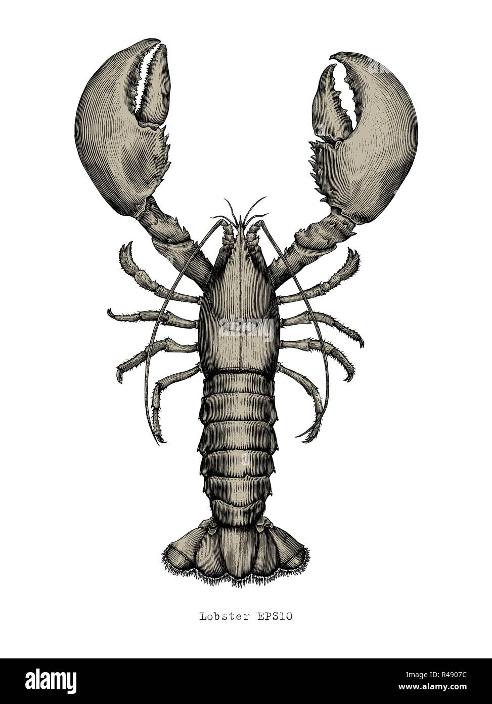Lobster hand drawing vintage engraving illustration Stock Vector Image