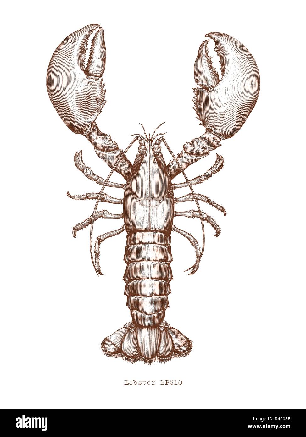 Lobster Scientific Illustration